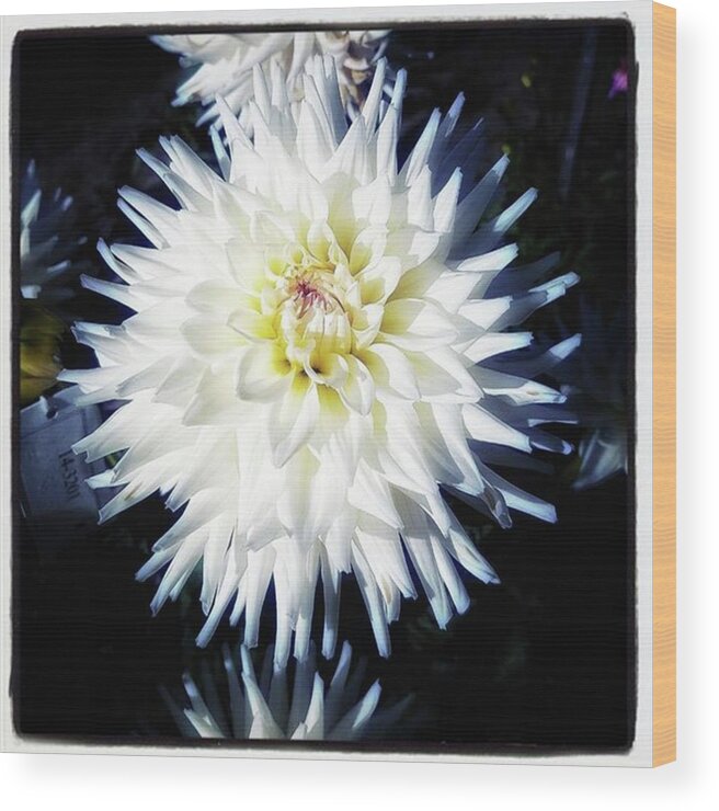Thedailyflower Wood Print featuring the photograph The Devoted Dahlia. The White Dahlia by Mr Photojimsf