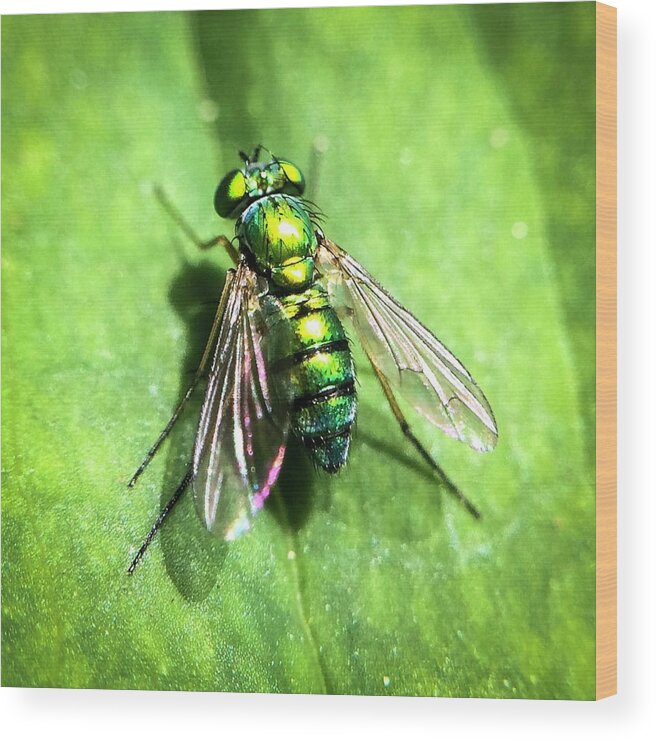 Fly Wood Print featuring the photograph The Greenest by Terri Hart-Ellis