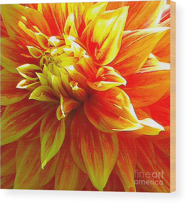 Flower Wood Print featuring the photograph The Heart of a Dahlia #2 by Joyce Creswell