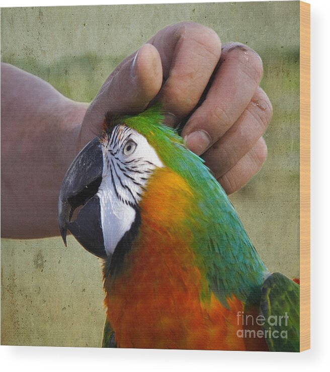 Macaw Wood Print featuring the photograph The Human Touch by Jan Piller