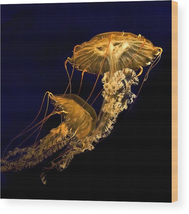 Jellies Wood Print featuring the photograph The last Waltz by Thanh Thuy Nguyen