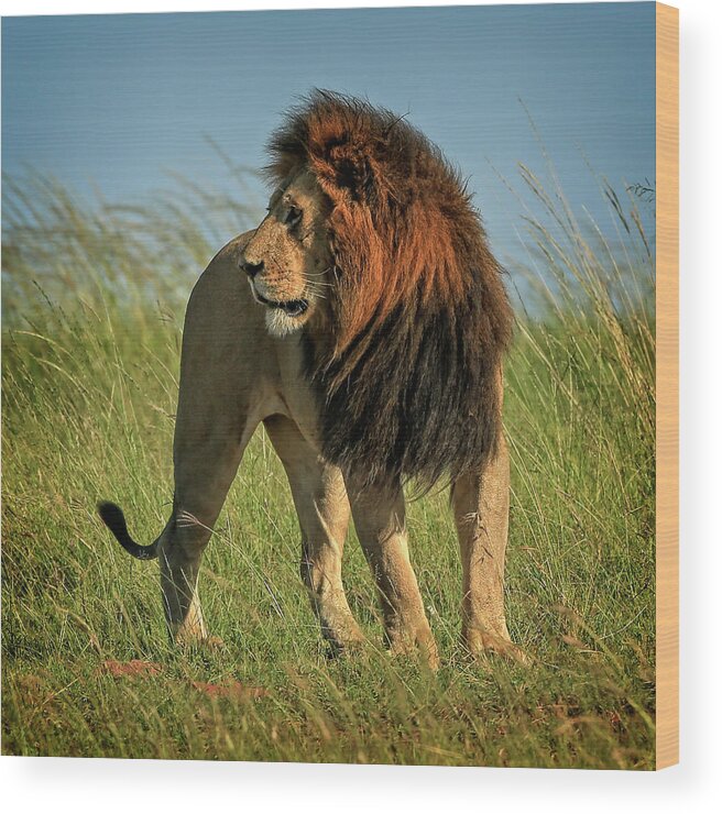 Lion Wood Print featuring the photograph The Mane Man by Steven Upton