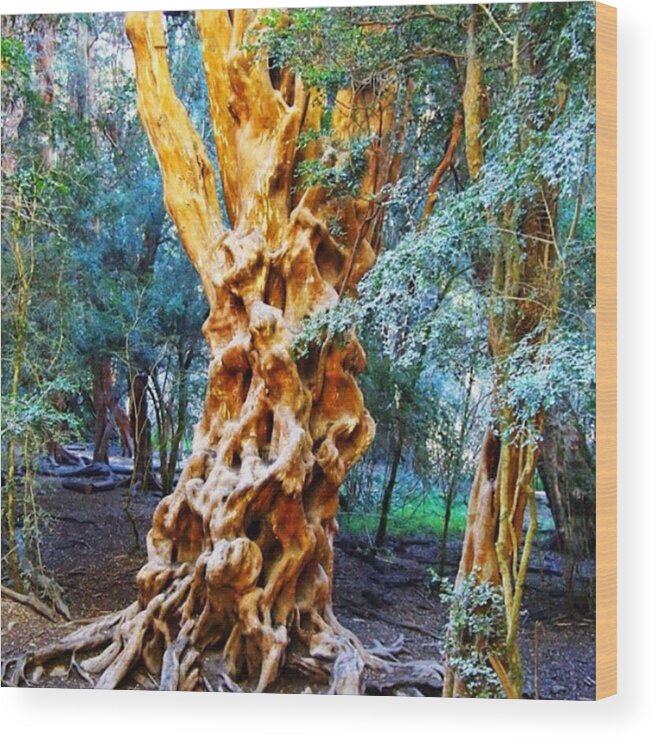 Travel Wood Print featuring the photograph The Most Amazing Orange Tree. Can't by Dante Harker