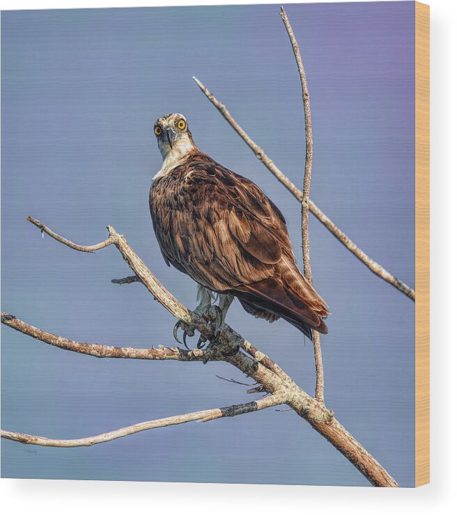 Birds Wood Print featuring the photograph The Predator by John M Bailey