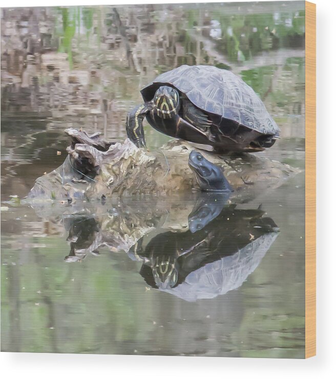 Turtle Wood Print featuring the photograph The turtle and the eel at Nomahegan Park by Lisa Blake