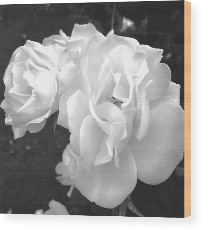 Rose Wood Print featuring the digital art The White Rose by Kevyn Bashore