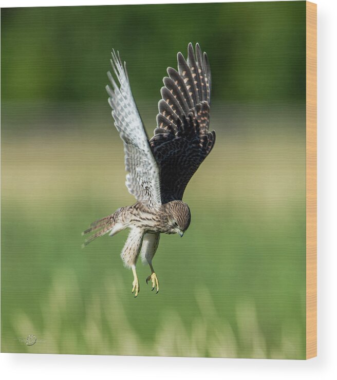 European Kestrel Wood Print featuring the photograph The young hovering kestrel by Torbjorn Swenelius