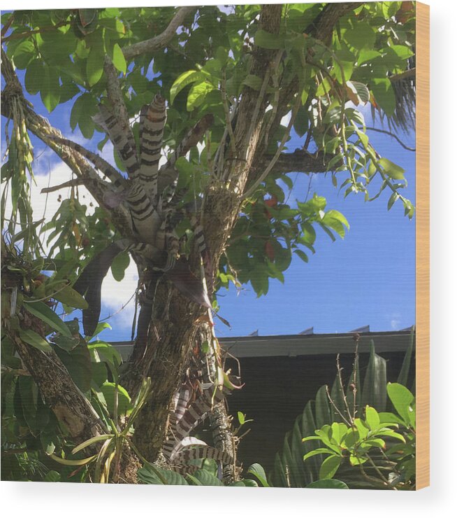 Tree Wood Print featuring the photograph The Zebra Tree by Susan Grunin