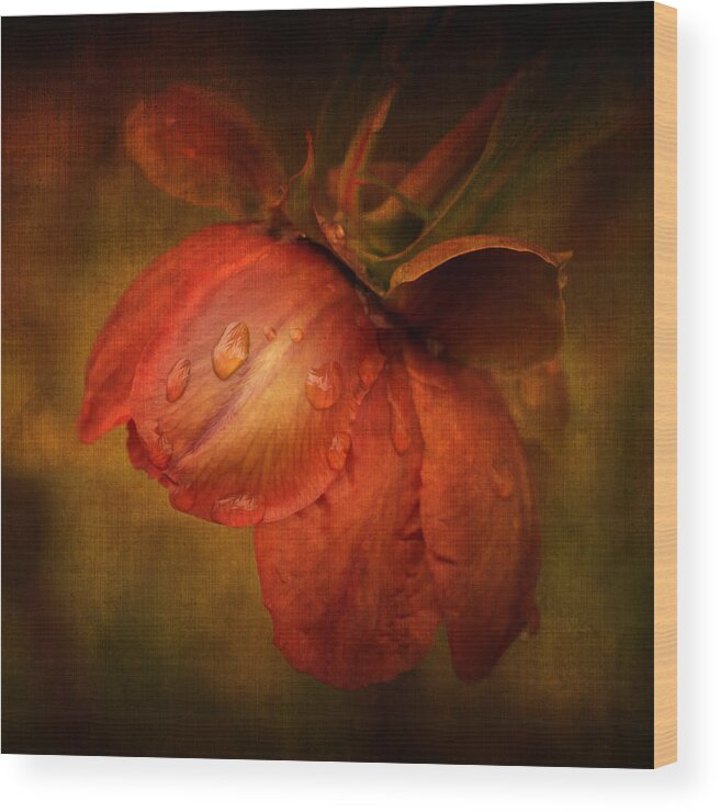 Flower Wood Print featuring the photograph There she goes by Philippe Sainte-Laudy