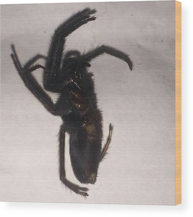 Maneatingspiders Wood Print featuring the photograph These Are Living In The Exterior Walls by Kelly Morgan