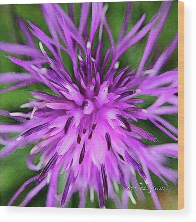 Jj_forum_2729 Wood Print featuring the photograph This Closeup Of A Spotted Knapweed by Jori Reijonen