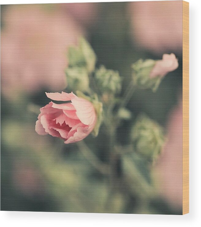 Plants Wood Print featuring the photograph Thüringer Strauchpappel (lavatera by Mandy Tabatt