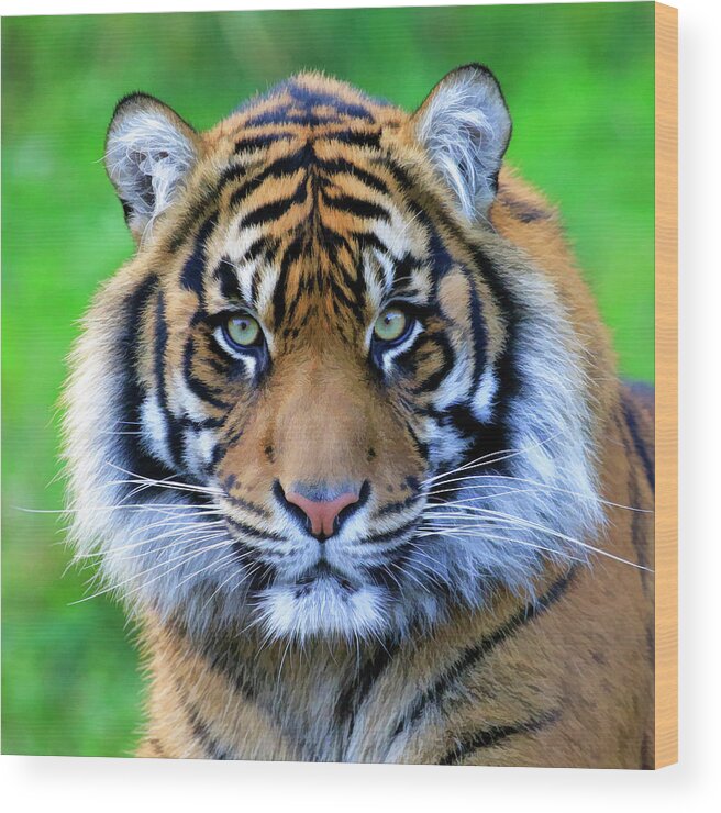 Tiger Wood Print featuring the photograph Tiger Face Paint by Steve McKinzie