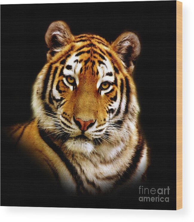 Wildlife Wood Print featuring the photograph Tiger by Jacky Gerritsen