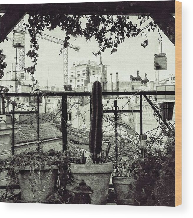 Madrid Wood Print featuring the photograph Tom's Garden
#plant #garden #balcony by Rafa Rivas