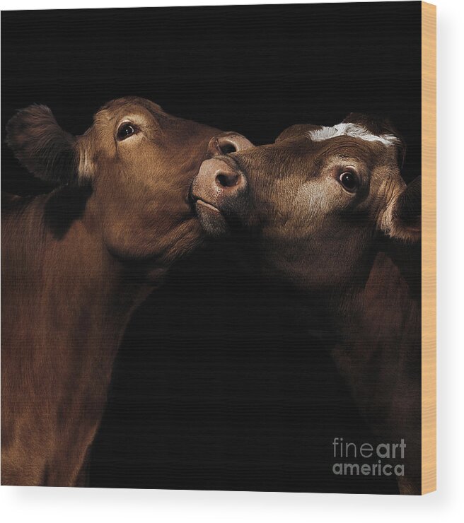 C Paul Davenport Wood Print featuring the photograph Toned Down Bovine Affection by Paul Davenport