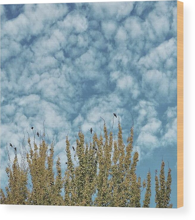 Birds Wood Print featuring the photograph Top Pigeons
#birds #pigeon #trees #sky by Rafa Rivas