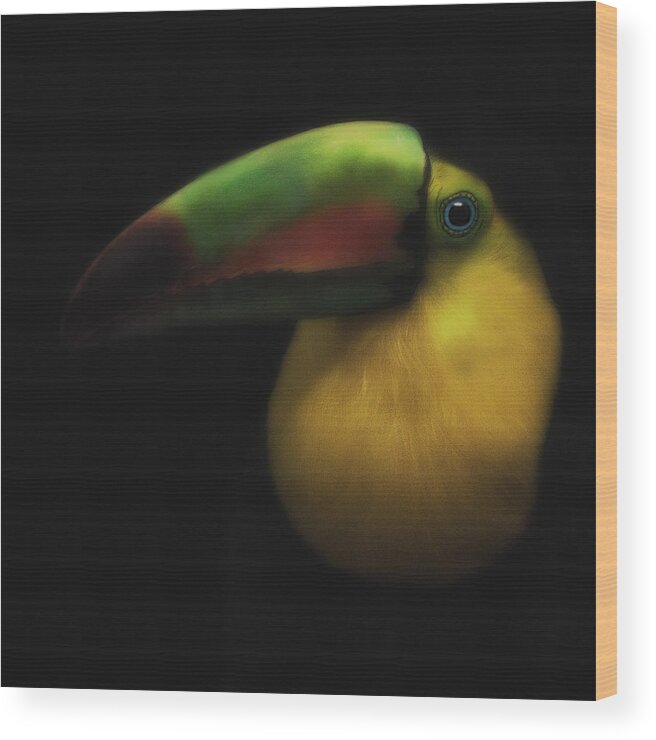 Toucans Wood Print featuring the photograph Toucan On Black by Pat Abbott