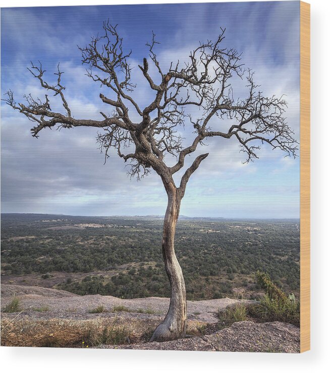 Tree Wood Print featuring the photograph Tree On Enchanted Rock - Square by Todd Aaron