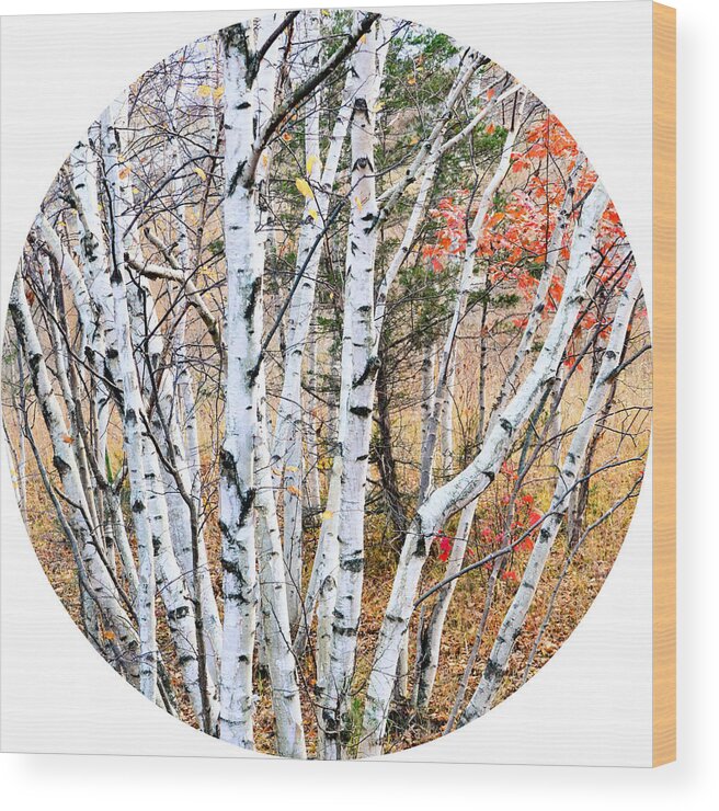 Trees Wood Print featuring the photograph Trees by Petersam Fahnrich