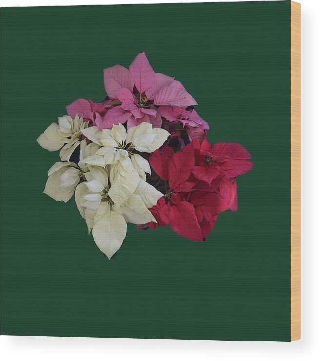  Wood Print featuring the photograph Tricolor Poinsettias transparent background  by R Allen Swezey