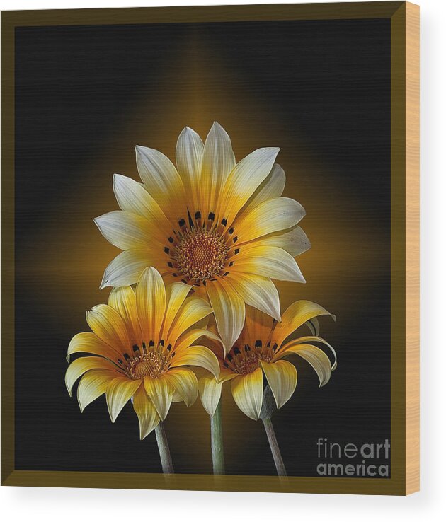 Peruvian Daisy Wood Print featuring the photograph Triple Sunshine Black and Gold by Shirley Mangini
