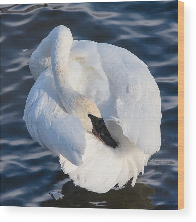 Animals Wood Print featuring the photograph Trumper Swan by Rikk Flohr