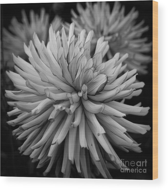 Dahlia Wood Print featuring the photograph Tubular Petals by Patricia Strand