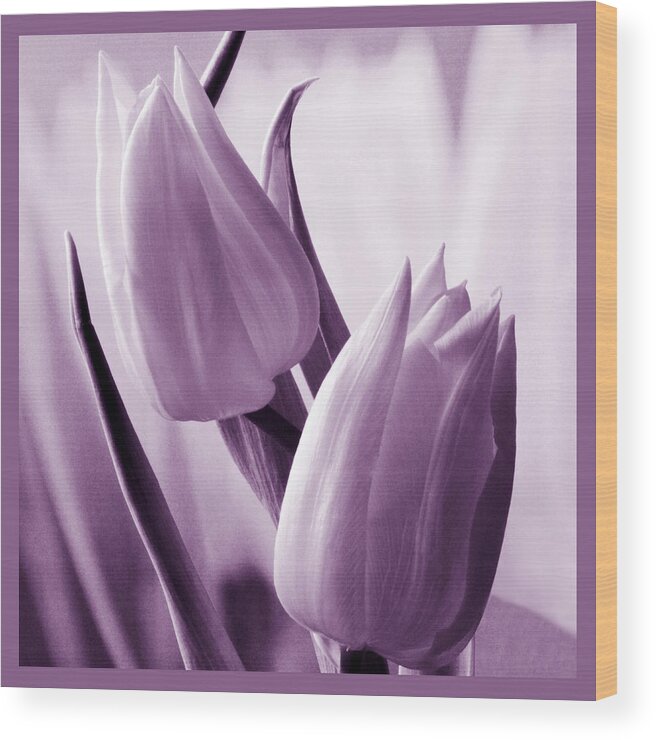 Tulip Wood Print featuring the photograph Tulip Purple Tint. by Terence Davis