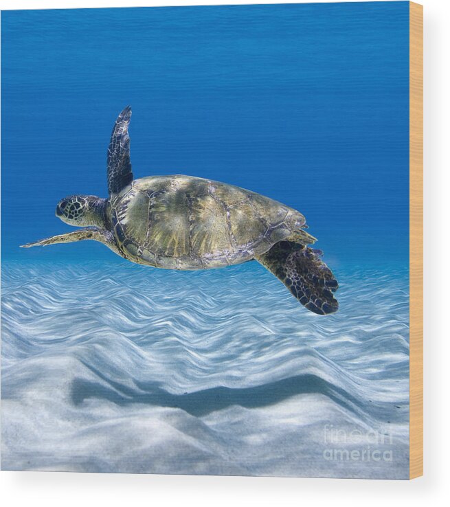 Turtle Wood Print featuring the photograph Turtle Flight - part 2 of 3 by Sean Davey