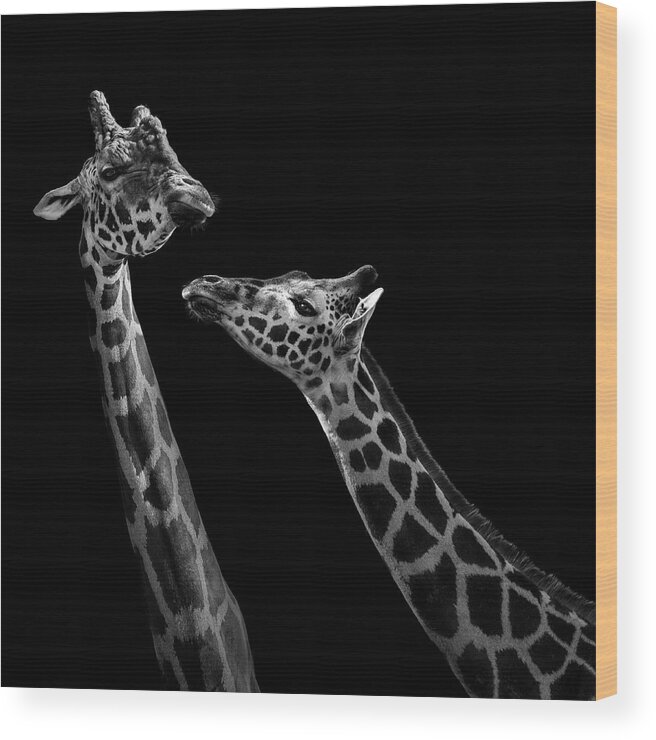 Giraffe Wood Print featuring the photograph Two giraffes in black and white by Lukas Holas