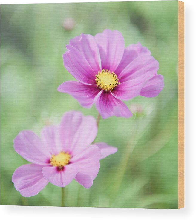 Two Wood Print featuring the photograph Two Purple Cosmos Flowers by Helen Jackson