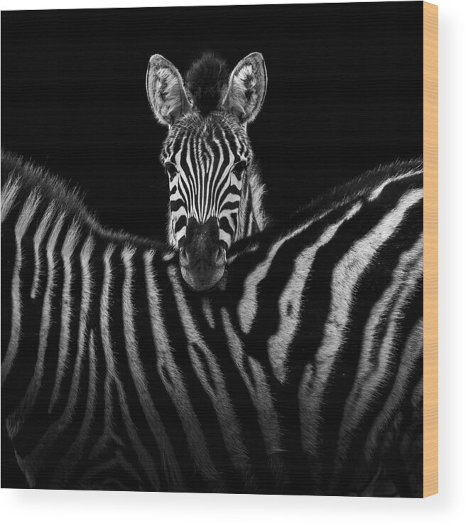 Zebra Wood Print featuring the photograph Two Zebras in black and white by Lukas Holas