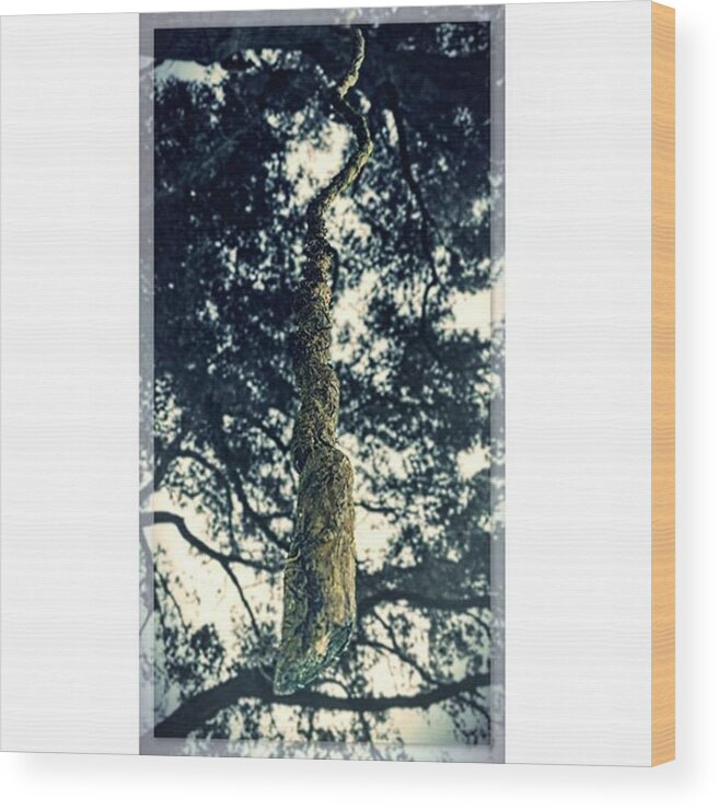 Brown Wood Print featuring the photograph #under #the #tree #hanging #limb #vine by Peggy Hoefner
