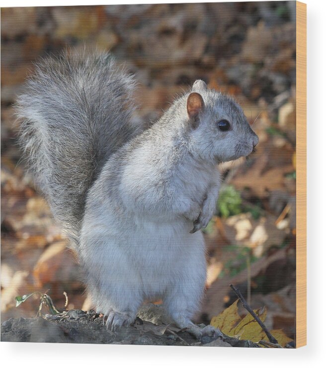 Squirrel Wood Print featuring the photograph Unusual white and gray squirrel by Doris Potter
