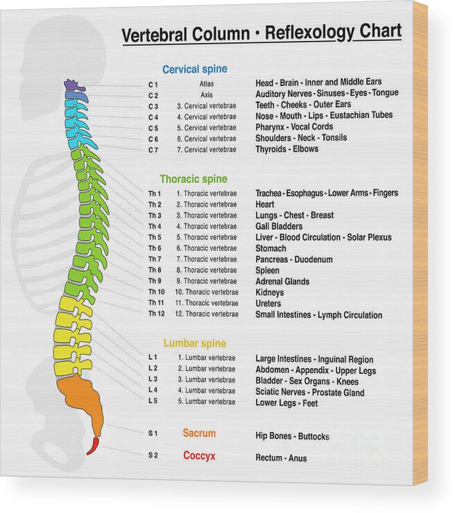 Vertebral Column Reflexology Chart Wood Print By Peter Hermes Furian