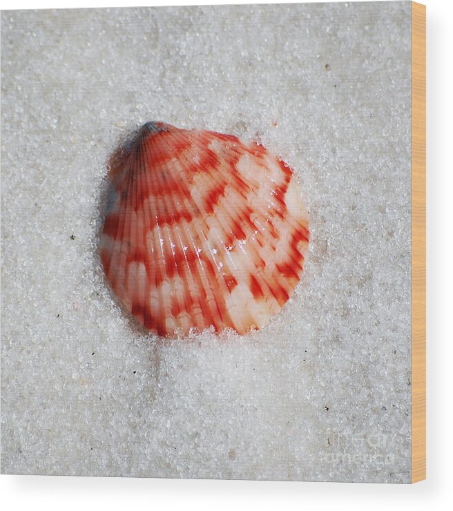 Shell Wood Print featuring the photograph Vibrant Red Ribbed Sea Shell in Fine Wet Sand Macro Square Format by Shawn O'Brien