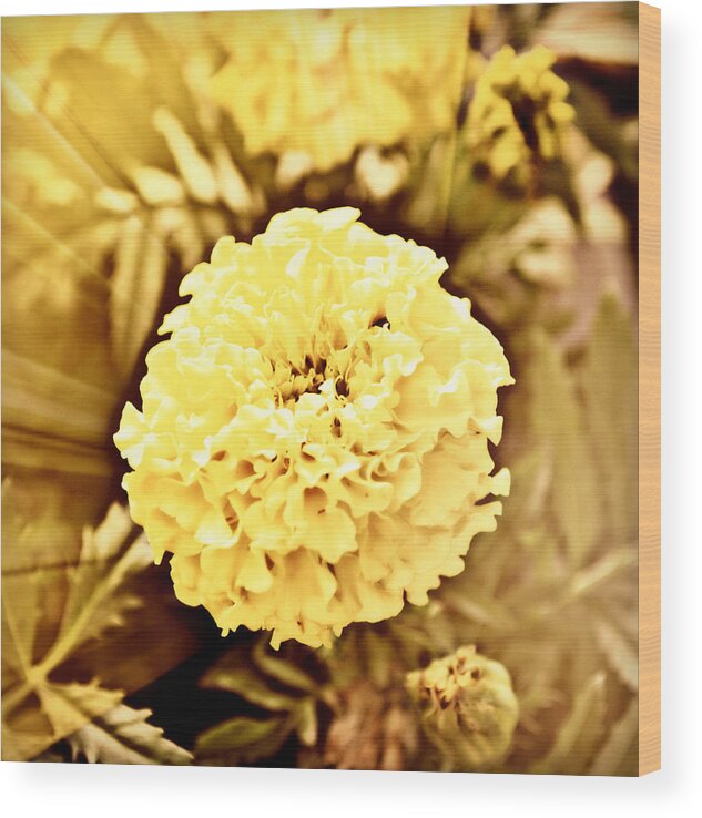 Victorian Spring Wood Print featuring the photograph Victorian Spring by Ally White