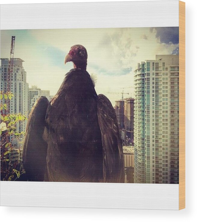 Building Wood Print featuring the photograph Vulture Perched On A High Rise Building by Juan Silva
