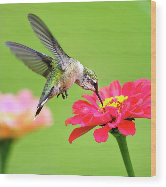 Hummingbird Wood Print featuring the photograph Waiting in the Wings Hummingbird Square by Christina Rollo