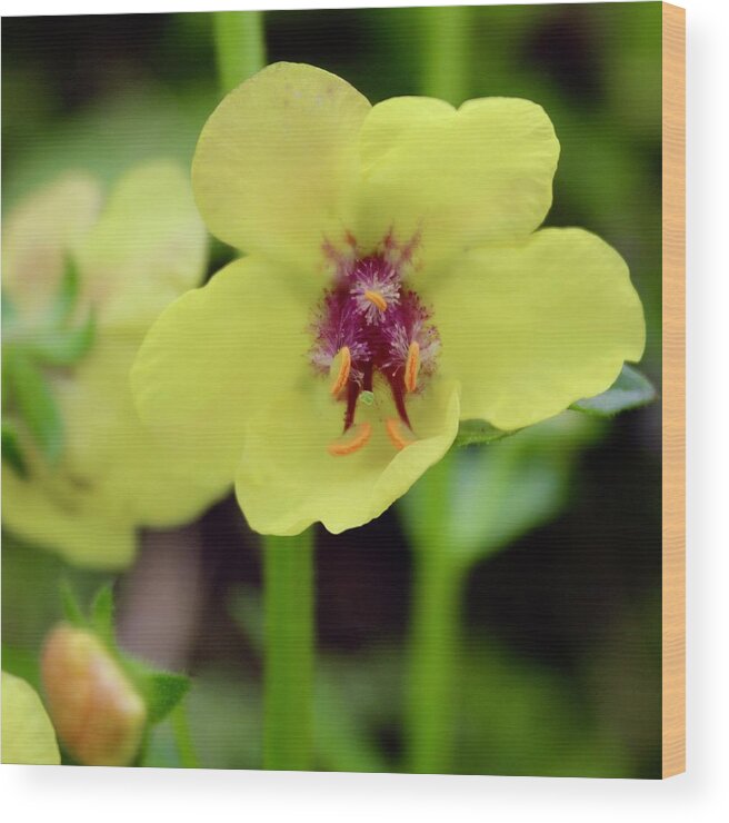 Photograph Wood Print featuring the photograph Ward Mullien Wild Flower in Bloom by M E