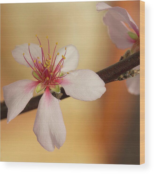 Cherry Wood Print featuring the photograph Warmth of hope. by Elena Perelman