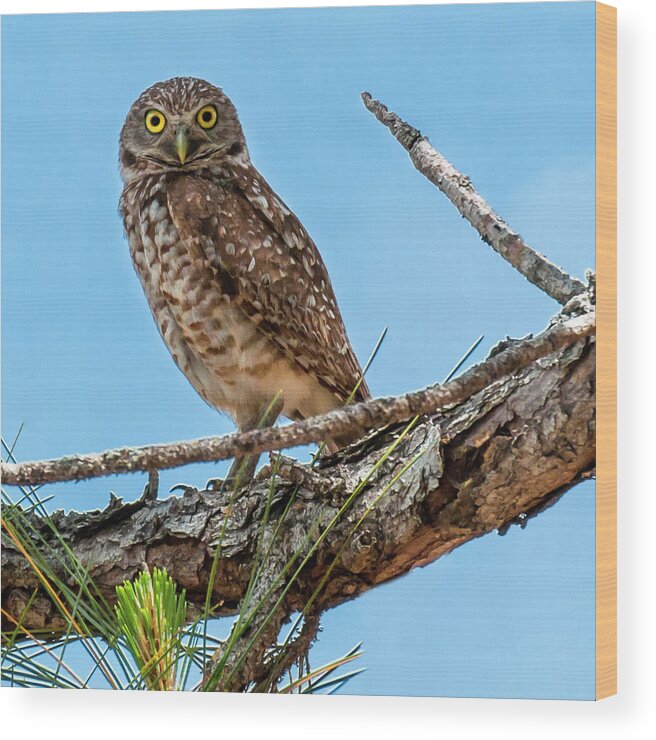 Owl Wood Print featuring the photograph Watch Wise Burrowing Owl by Ginger Stein