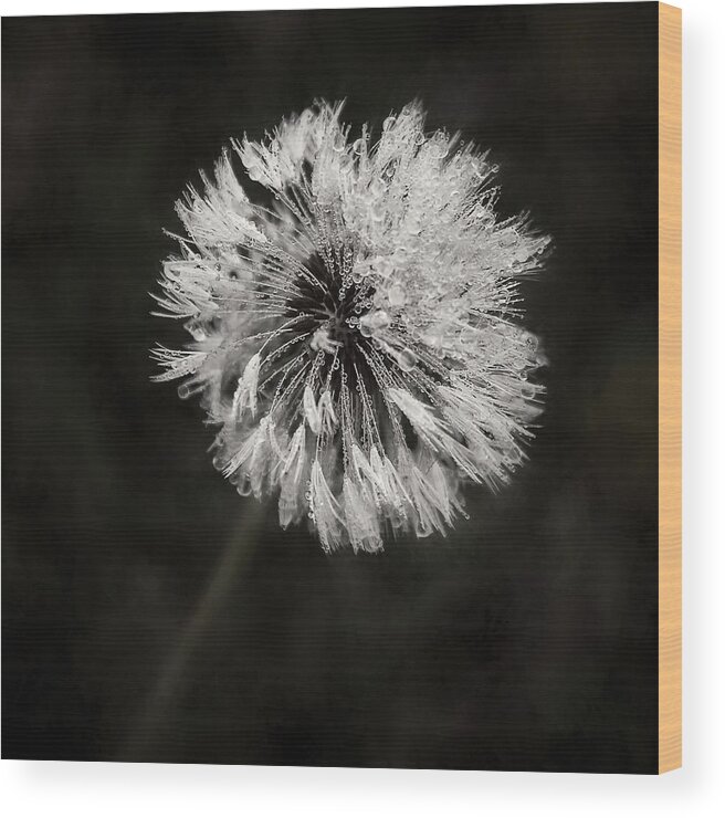 Dandelion Flower Wood Print featuring the photograph Water Drops on Dandelion Flower by Scott Norris