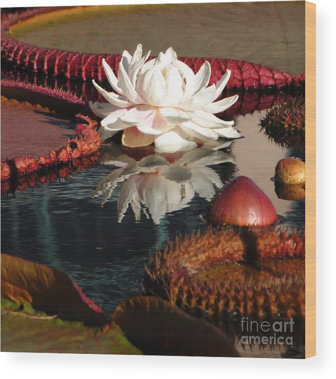 Water Lily Wood Print featuring the photograph Water Lily and Platters - Square Format by Jacqueline M Lewis