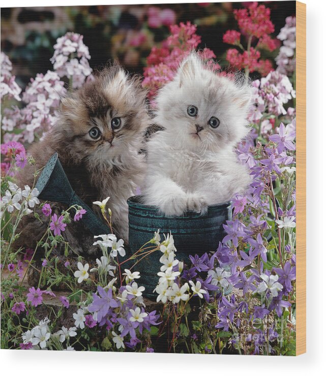 Fluffy Wood Print featuring the photograph Watering Can do Cat by Warren Photographic