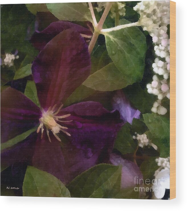 Clematis Wood Print featuring the painting Wet Velvet by RC DeWinter