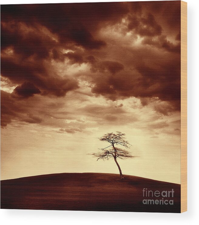 Tree Wood Print featuring the photograph What Will be the Legacy by Dana DiPasquale