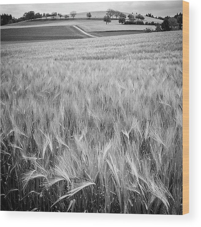  Wood Print featuring the photograph Wheat Fields, Switzerland by Aleck Cartwright