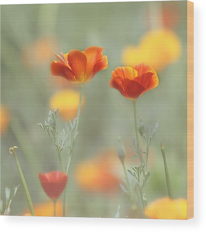Orange Flower Wood Print featuring the photograph Whimsical Summer by Kim Hojnacki